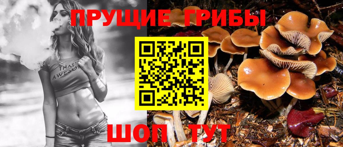 Галлюциногенные грибы Psilocybine cubensis  Вход с VPN  Курчалой 